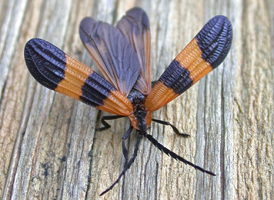 Reticulated Net-winged Beetle